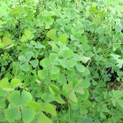 Marsilea quadrifolia | Four‑leaf water clover | Oxygenating Marginal Plant